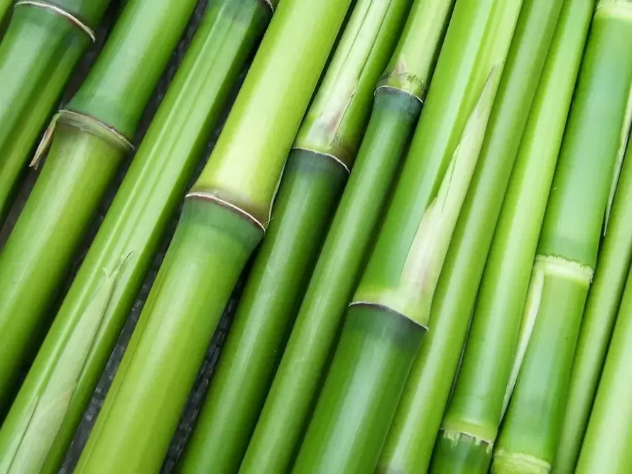 iyi şanslar için muska-bambu